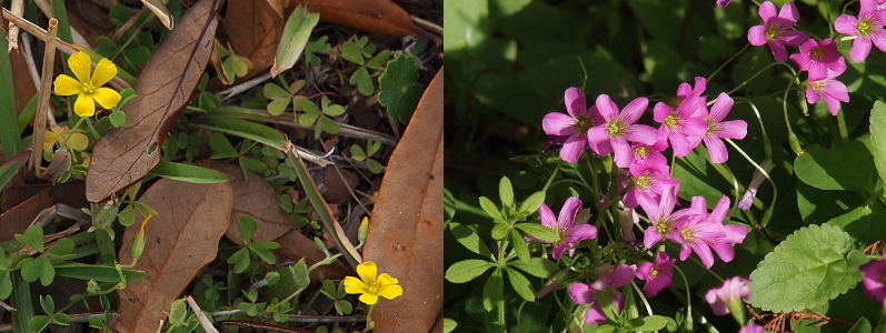 [Two images spliced together. Left image is two yellow blooms. The sorrel has five somewhat rectangular-shaped petals and a yellow center. Right image has light purple flowers with segmented yellow centers. The petals apear to have stripes coming from the center to about midway the length of the petal. These flowers are surrounded by greenery.]